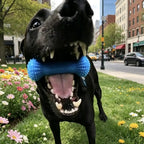 Dental Chew Toy - fendix